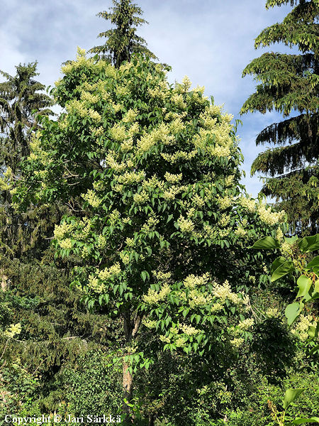Syringa reticulata, likusterisyreeni